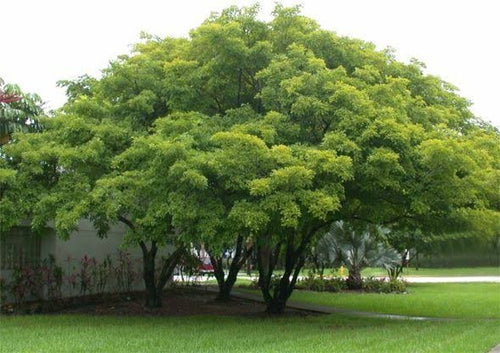 Bani seedling