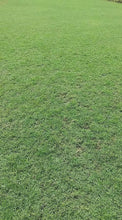 Bermuda Grass (per 100 square foot)