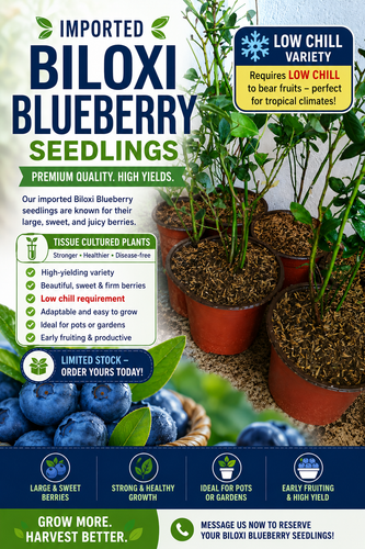Biloxi Blueberry