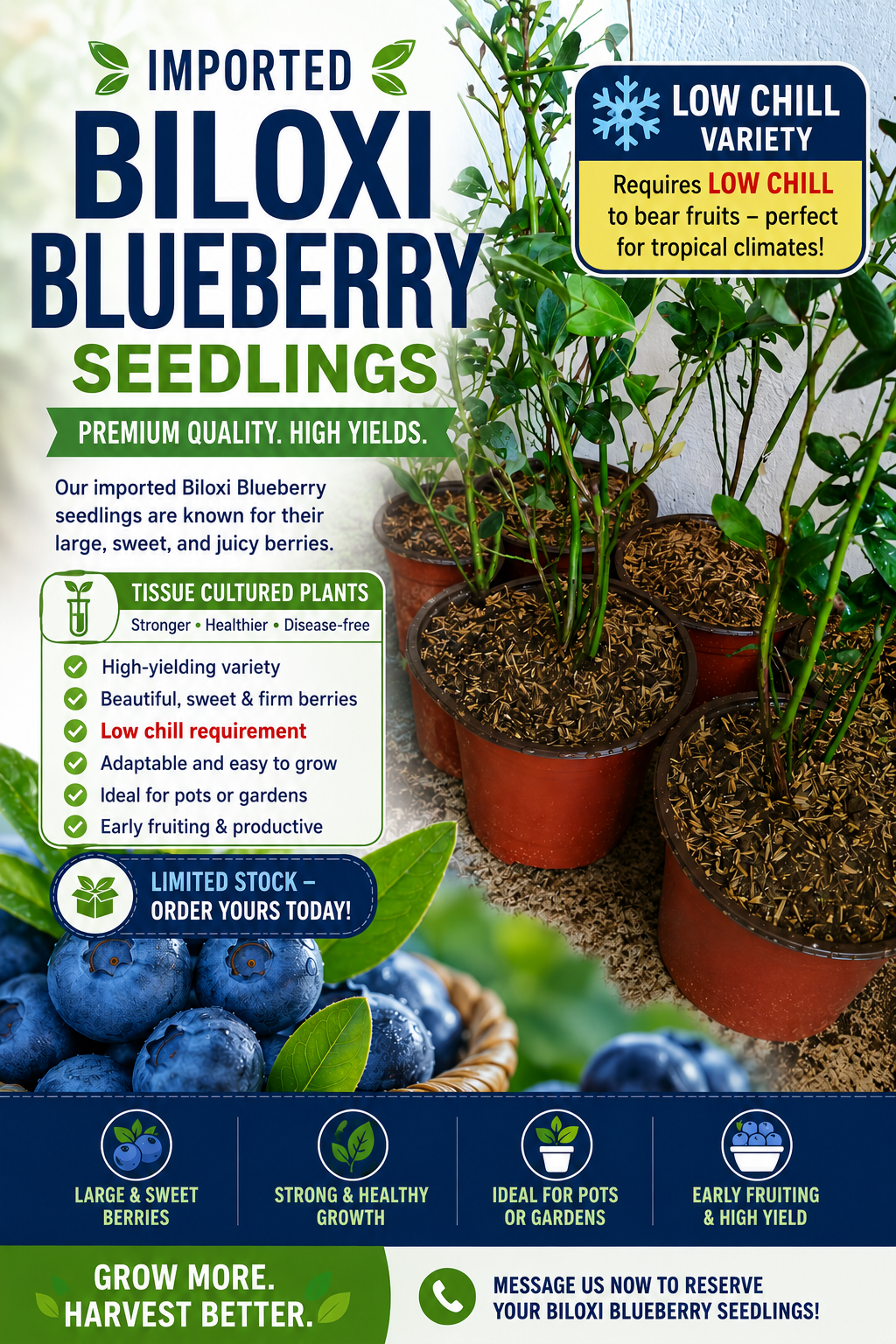 Biloxi Blueberry