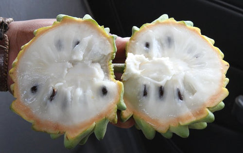 Biriba / Rollinia seedling