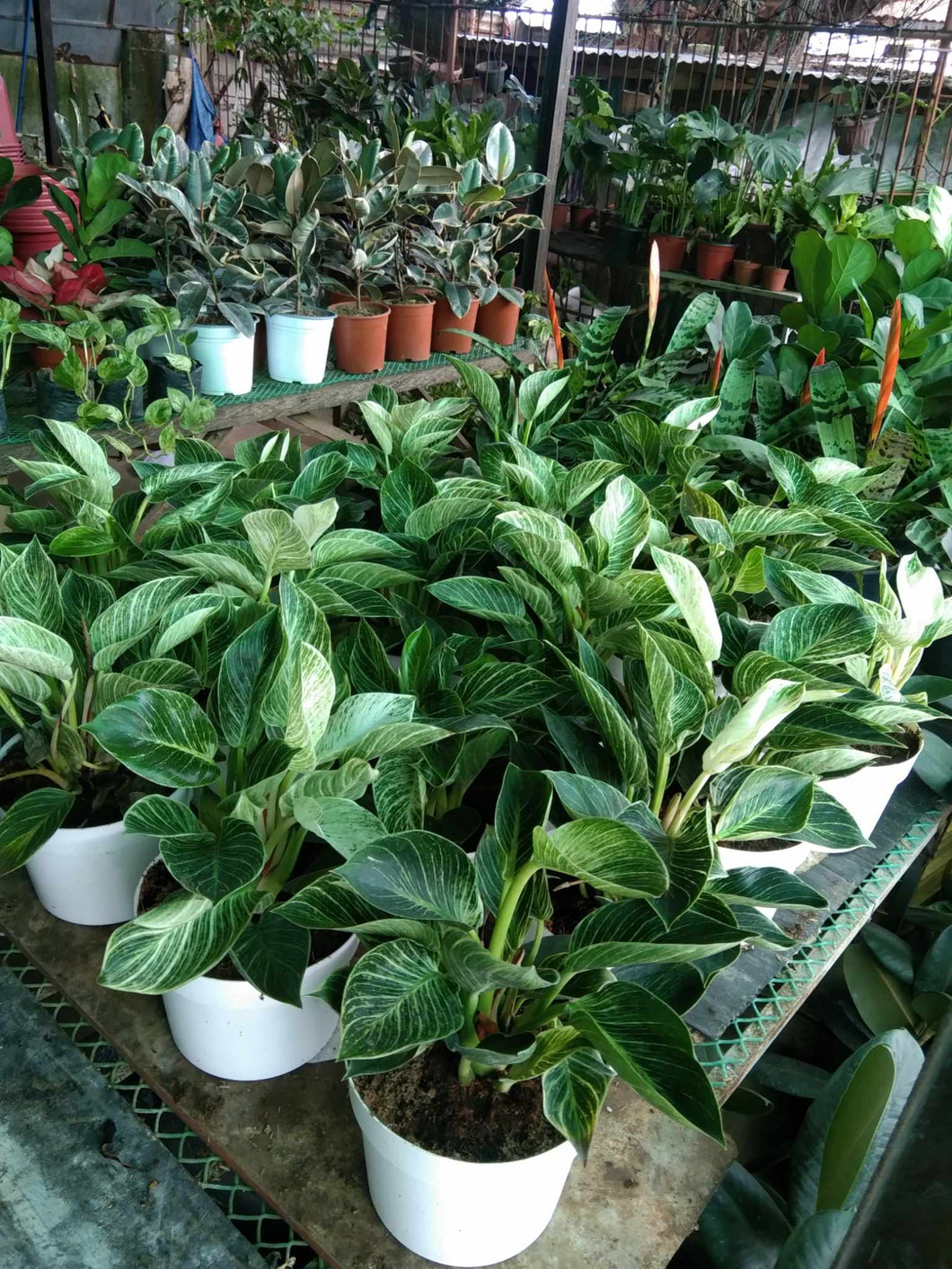 philodendron birkin price philippines Philodendron Birkin – Lunti Plant Nursery