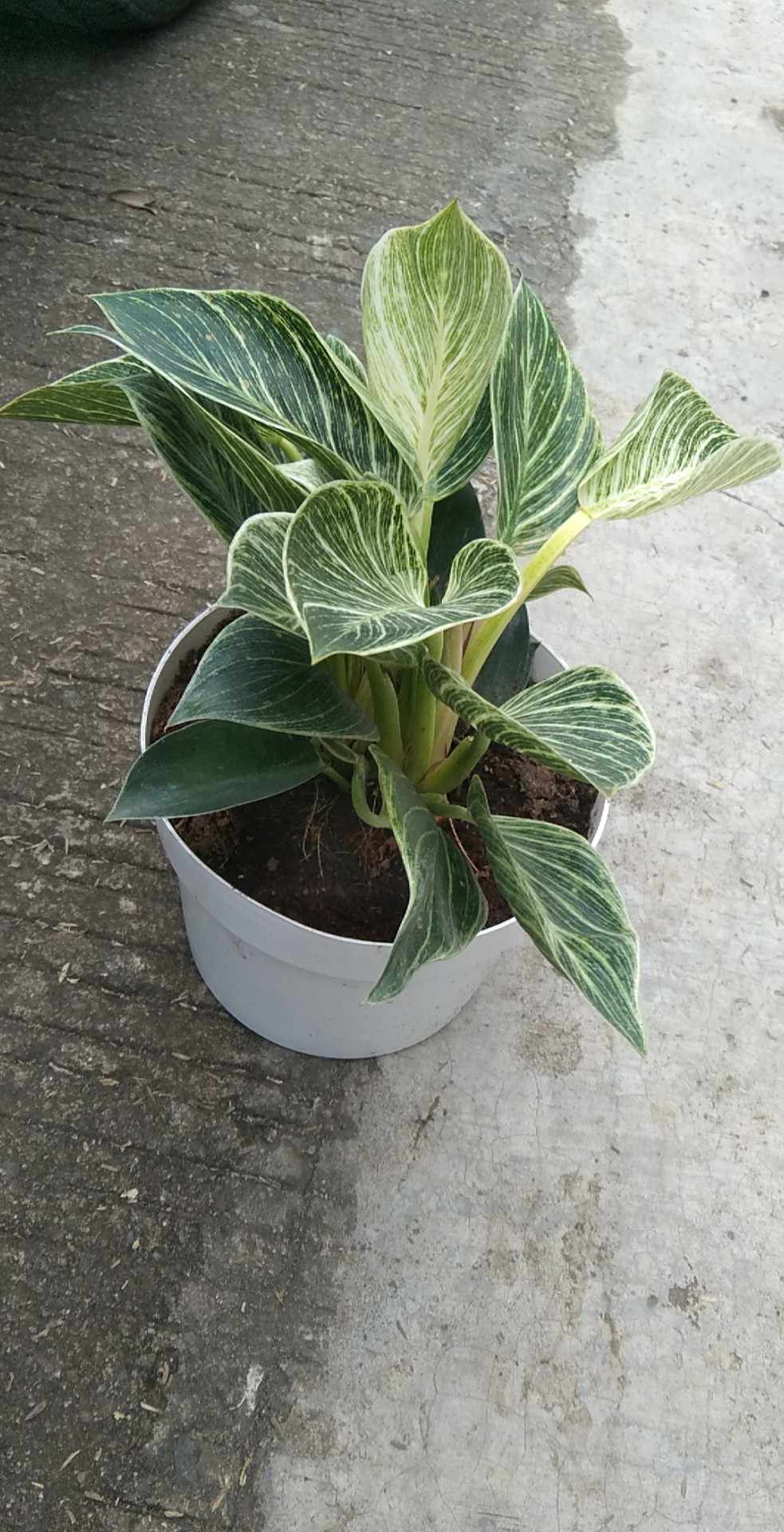 philodendron birkin price philippines Philodendron Birkin – Lunti Plant Nursery