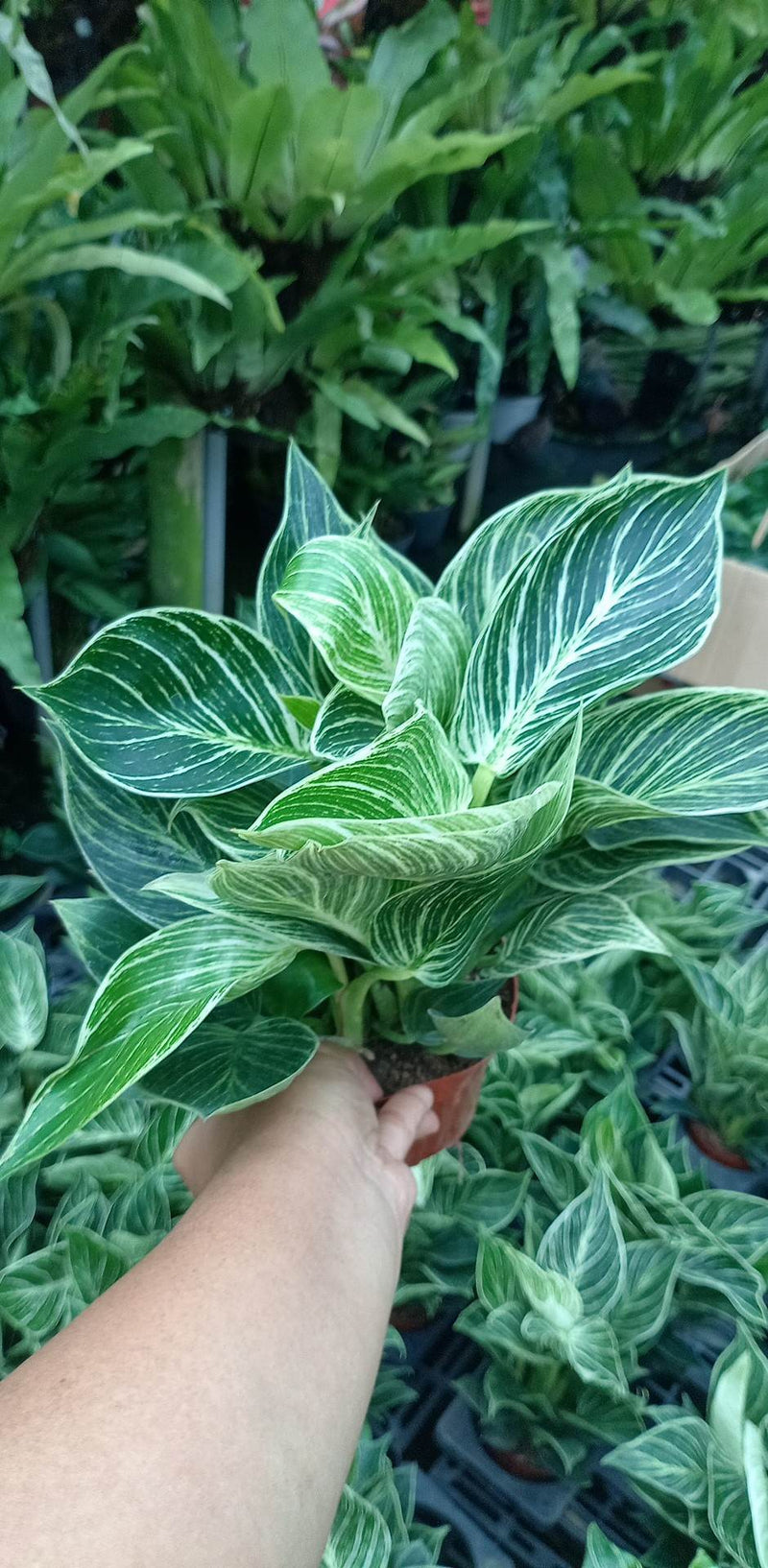 philodendron birkin price philippines Philodendron Birkin