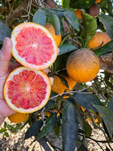 Blood Orange grafted