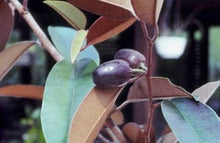 Caimitillo seedling