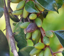 Caimitillo seedling