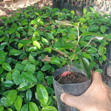Caimitillo seedling