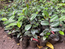Caimitillo seedling