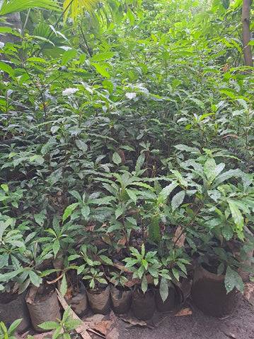 Calumpit / Batangas Cherry