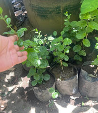 Double-petal Sampaguita / Kampupot