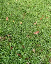 Carabao Grass (per sqm)