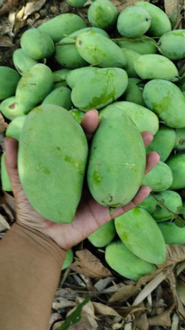 Carabao Mangoes (per kilo)