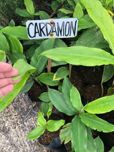 Cardamom seedling