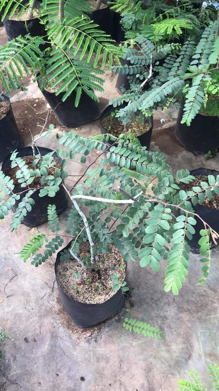 Cassia Bakeriana (Pink Shower Tree / Pink Cassia) Lunti Plant Nursery