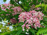 Cassia Bakeriana (Pink Shower Tree / Pink Cassia)
