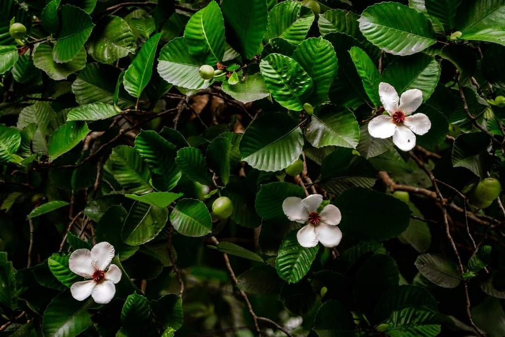 Cutmoon Tree Catmon seedling – Lunti Plant Nursery