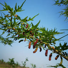 Chicken Claw Mulberry