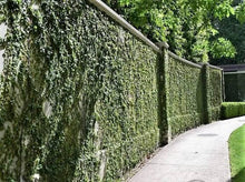 Creeping Fig