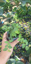 Creeping Fig