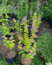 Purple Chinese Hat Plant
