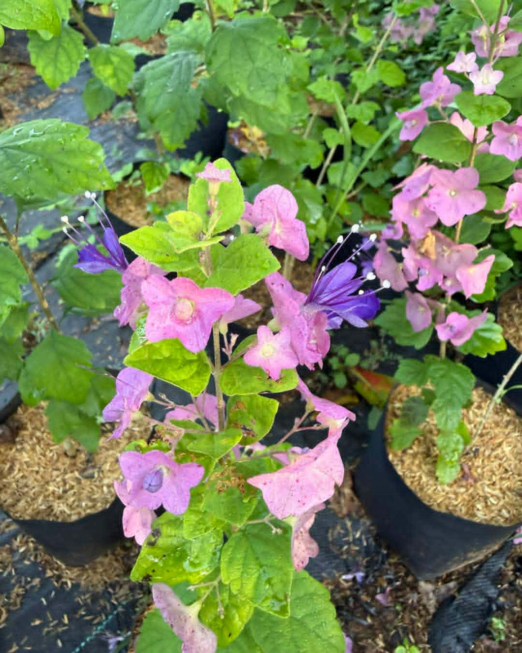 Purple Chinese Hat Plant
