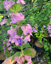 Purple Chinese Hat Plant