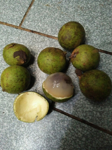 Batanes Lychee / Chayi / Chawi