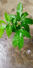 Chestnut seedling