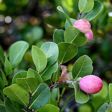 Coco Plum