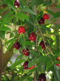 Cherry of the Rio Grande (Eugenia involucrata)