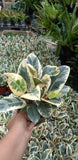 Cream Tineke Rubber Tree