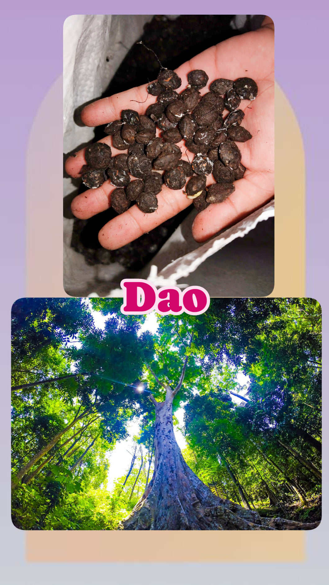 Dau seeds (per kilo)