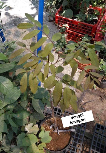Dongbi Longgan, grafted