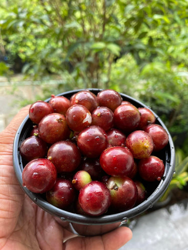 Jaboticaba / Brazillian Grapes (Escarlate variety)