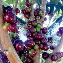 Jaboticaba / Brazillian Grapes (Escarlate variety)