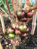 Jaboticaba / Brazillian Grapes (Escarlate variety)