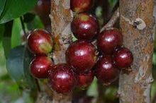 Jaboticaba / Brazillian Grapes (Escarlate variety)