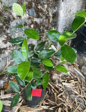 Feijoa (Pineapple Guava)
