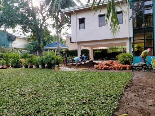 Frog Grass (per square meter)