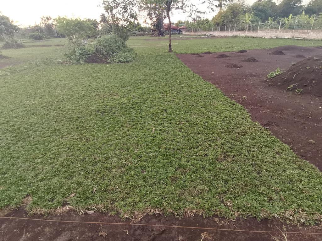 Frog Grass (per square meter) β Lunti Plant Nursery