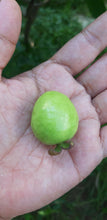 Featherleaf Guava