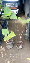 Fig Tree (Iraqi variety)