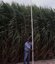 Florida Giant Napier Cuttings (130's)