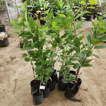 Fuji Apple Seedling