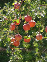 Fuji Apple Seedling