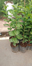 Persimmon Seedling