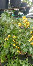 Golden Garland / Nong Nooch Vines
