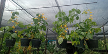 Golden Garland / Nong Nooch Vines