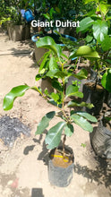 Giant Duhat